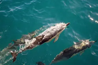 Dolphin House