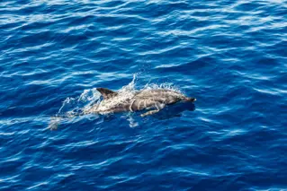 Dolphin House