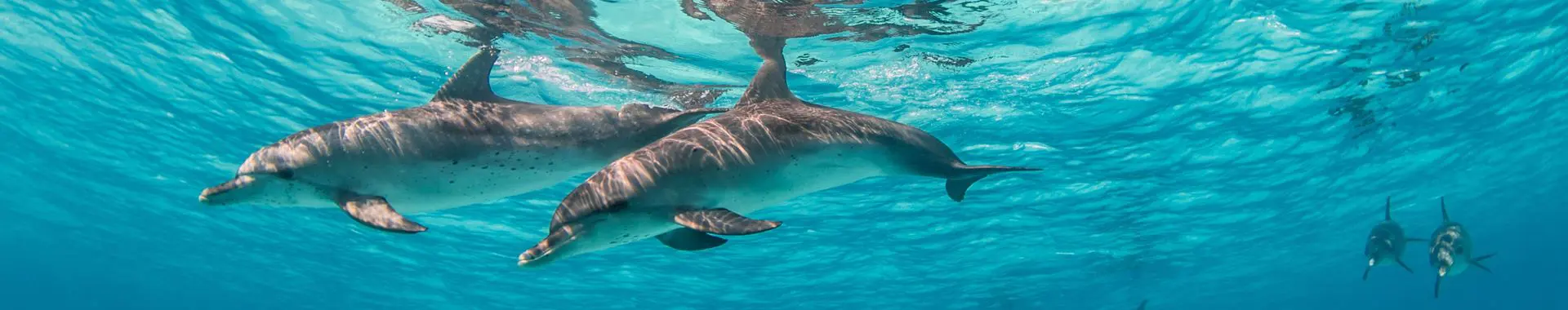 Dolphin House