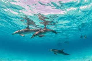 Dolphin House