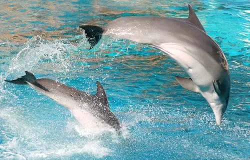 Dolphin House