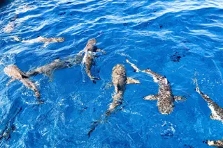 Dolphin House